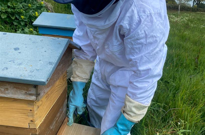 Pose de la trappe à pollen sur une ruche à miel à Sarzeau Bretagne