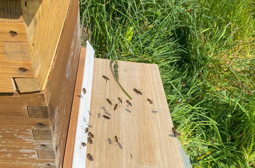 Observation des abeilles suite à la pose de la trappe à pollen